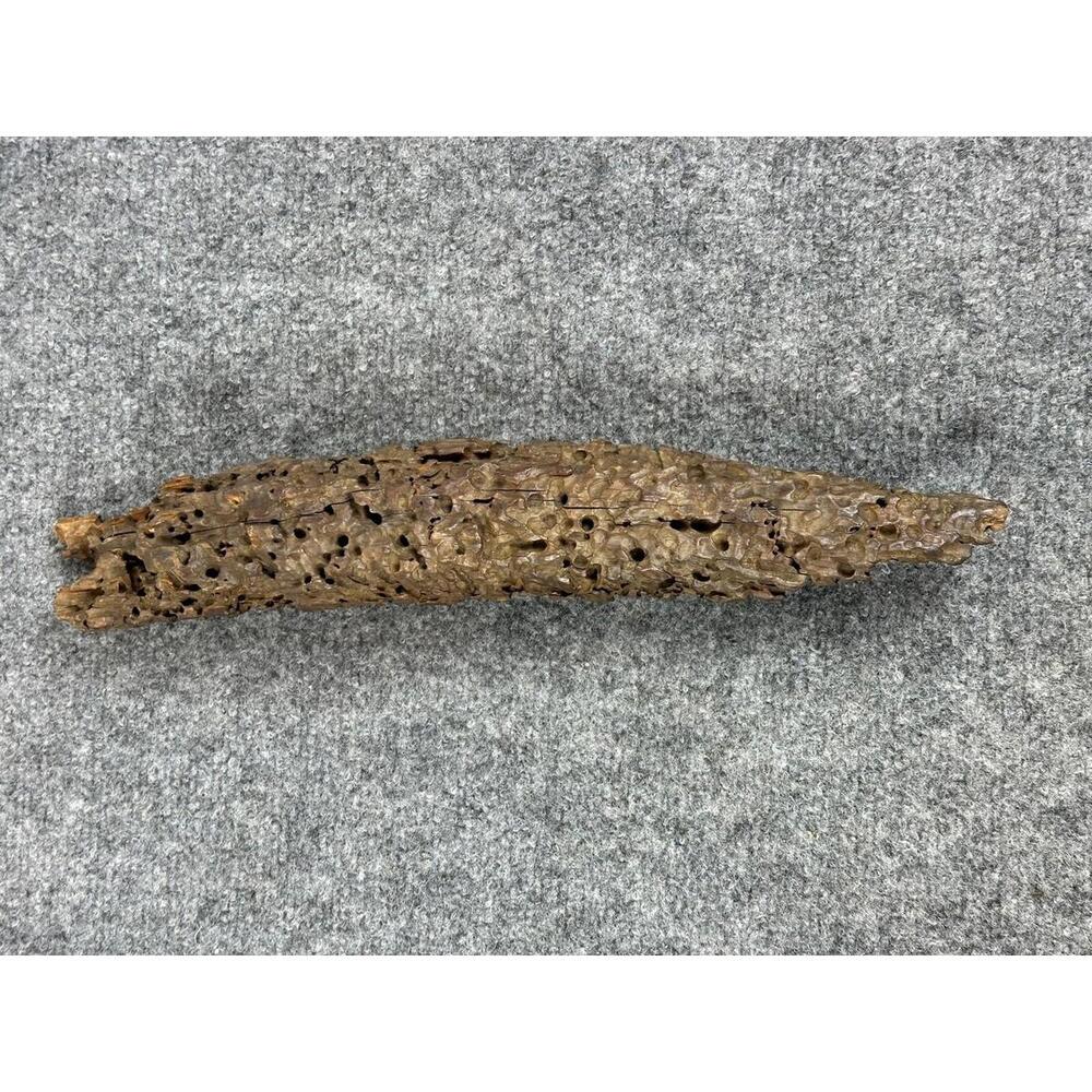 Vintage Driftwood Worm Wood Taxidermy Mount Swamp River 15” Asian Decoration